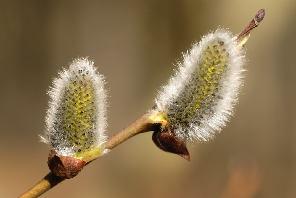 Fot. vblinov/Shutterstock