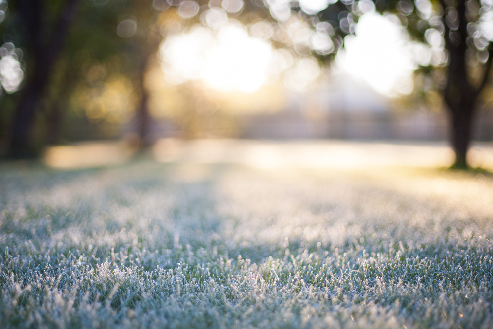fot. shutterstock