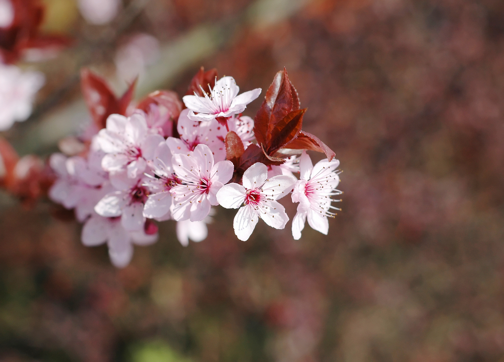 Fot. Calek/Shutterstock