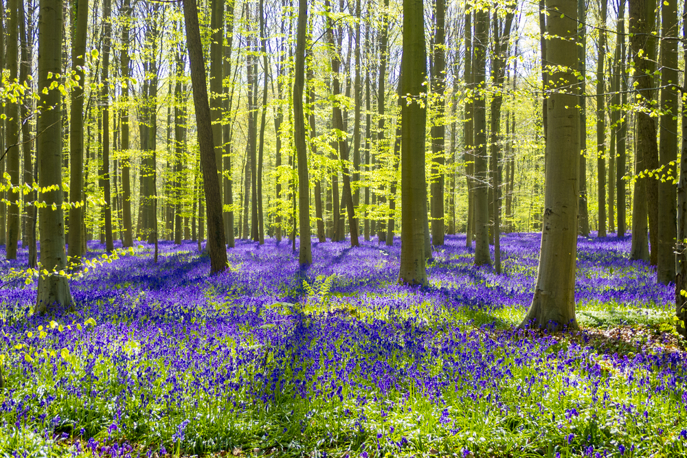 fot. shutterstock