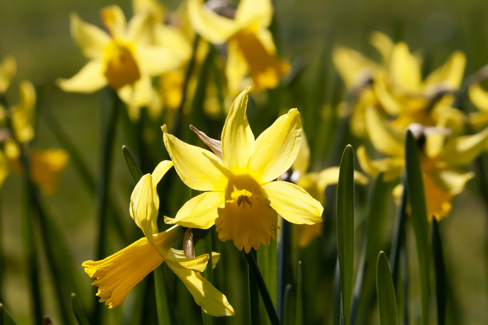 Fot. C. Welmann/Shutterstock