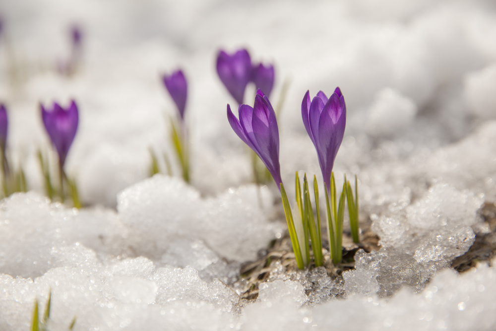 fot. shutterstock