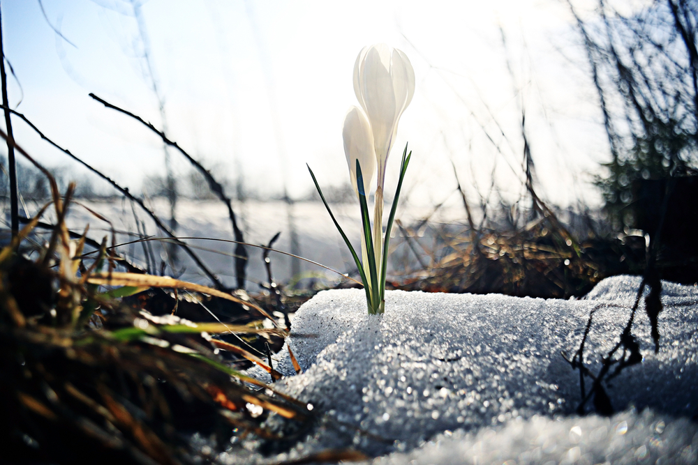 Fot. Kichigin/Shutterstock