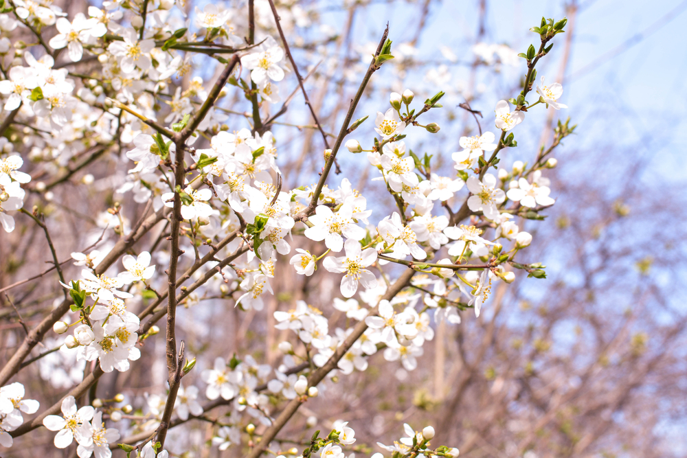 fot. shutterstock