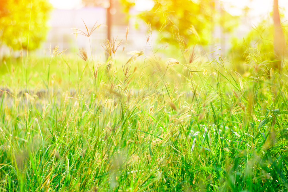 fot. shutterstock