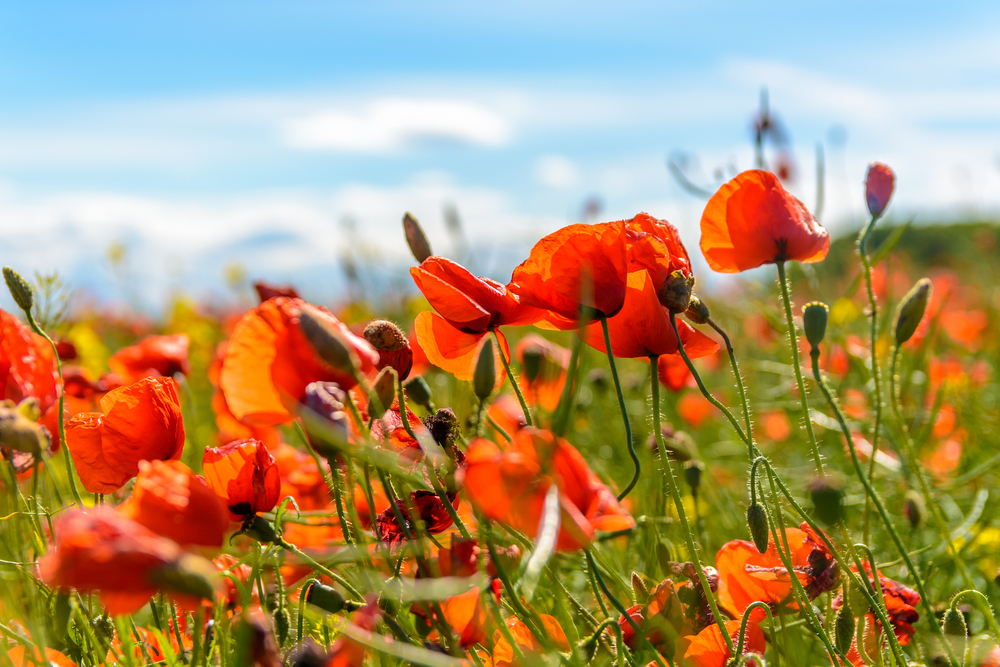 fot. shutterstock