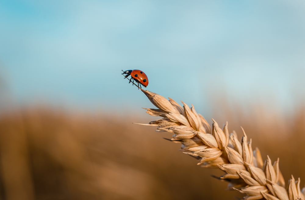 Yevhenii Chulovskyi/Shutterstock