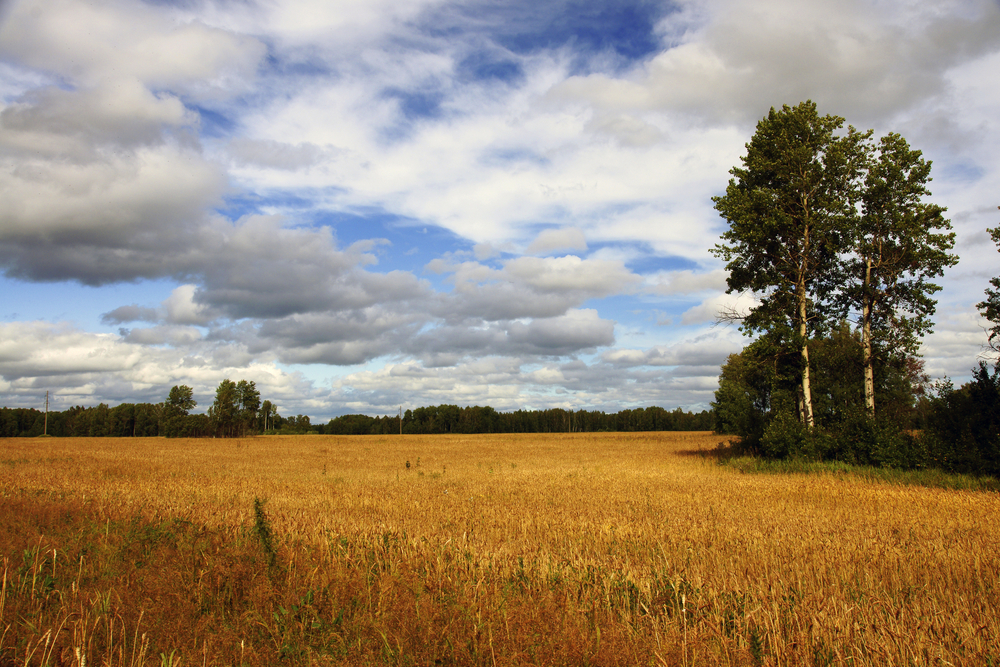 fot. shutterstock