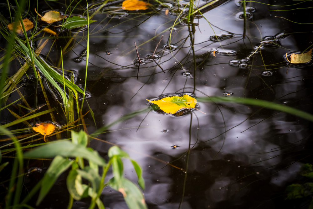 fot. shutterstock