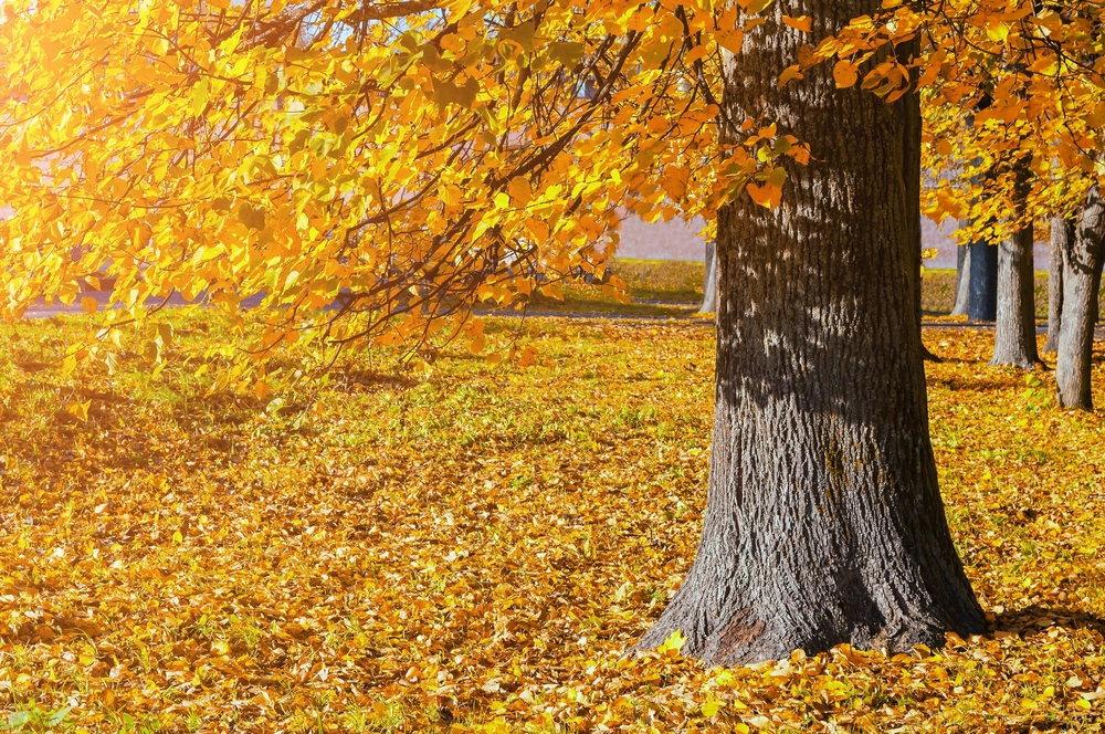 fot. shutterstock