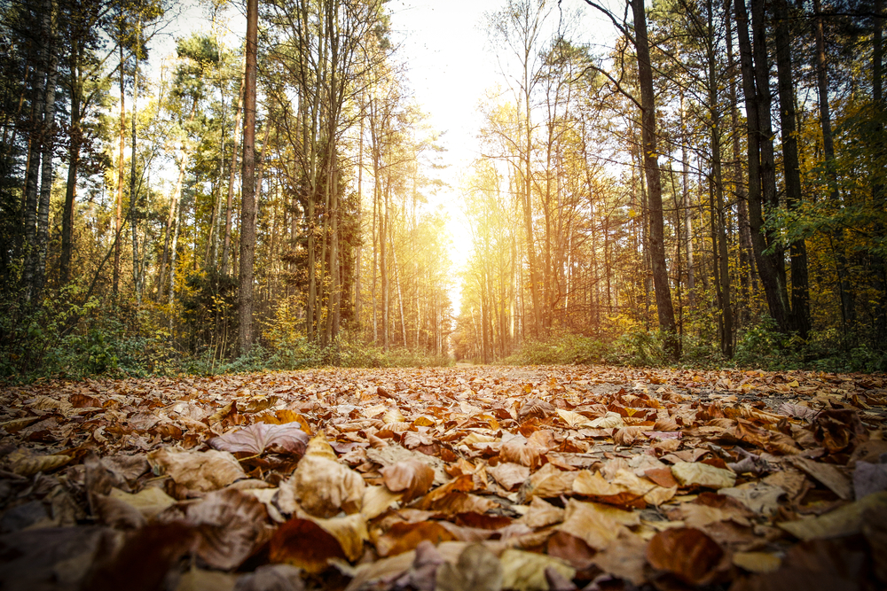 fot. shutterstock