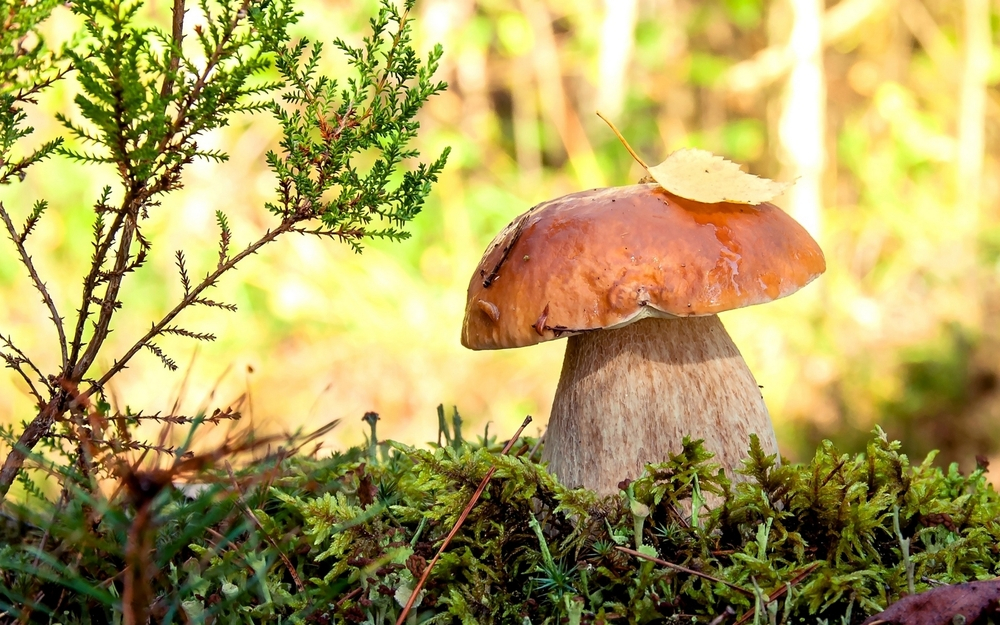 fot. shutterstock