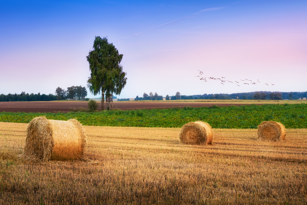 fot. shutterstock