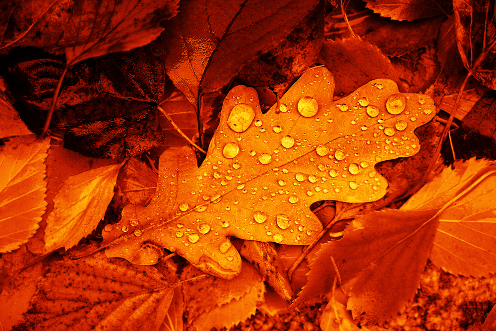 fot. shutterstock