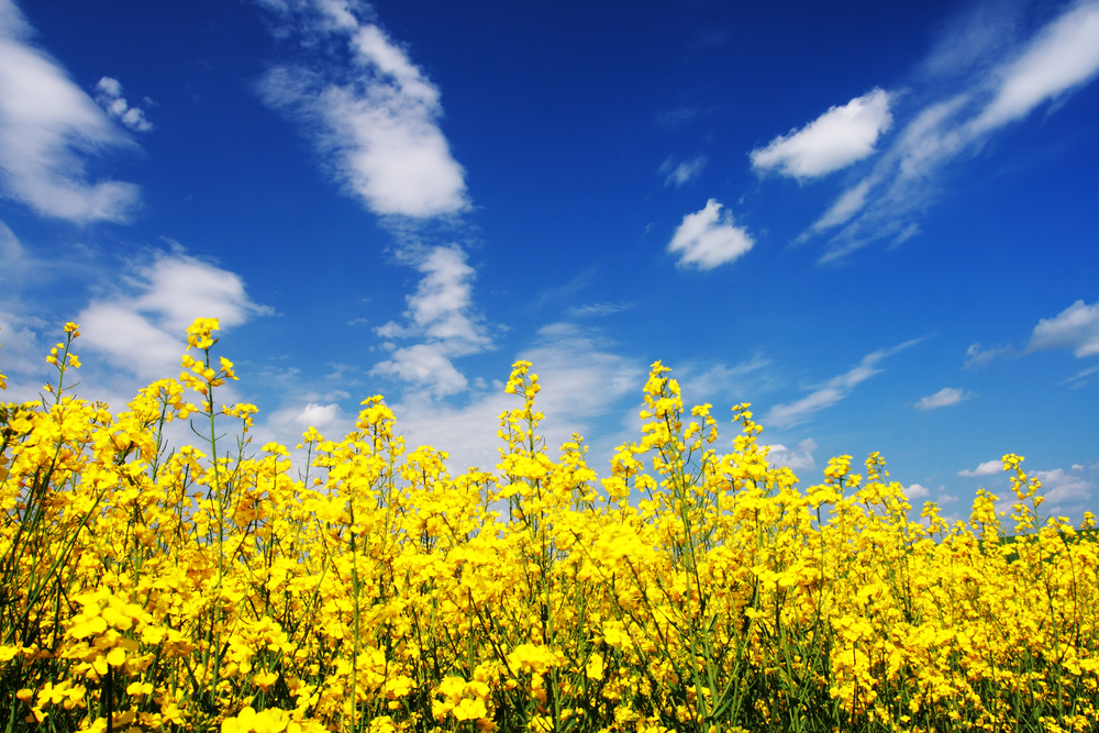 fot. shutterstock
