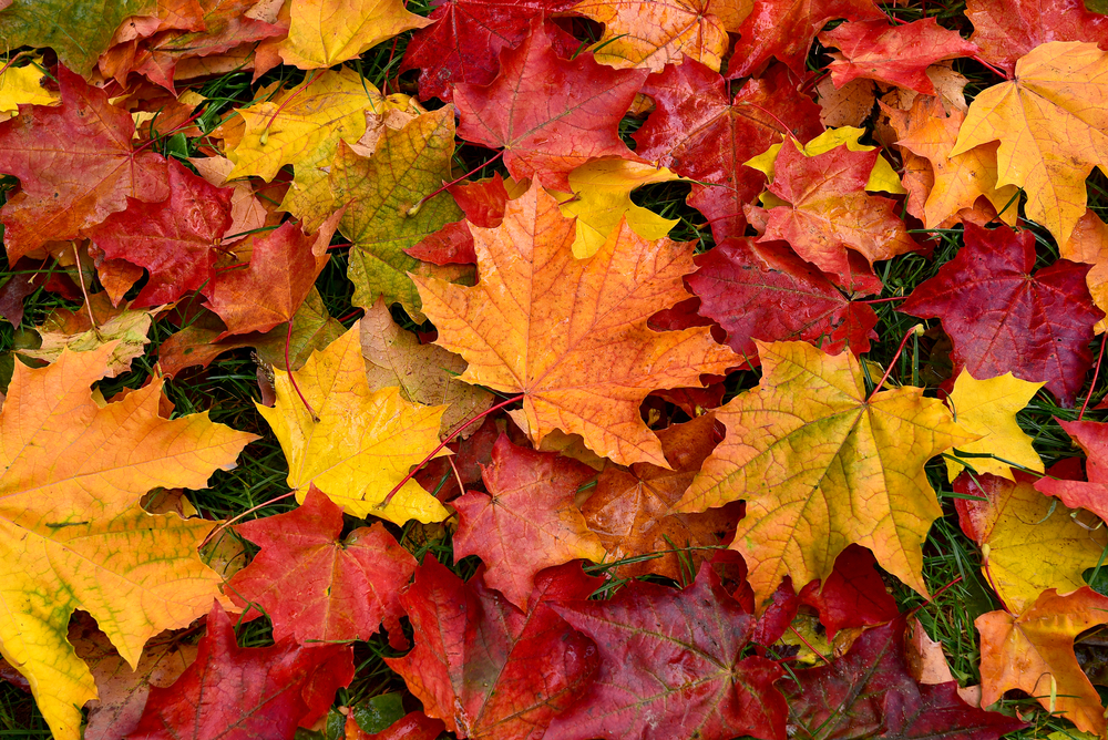 fot. shutterstock