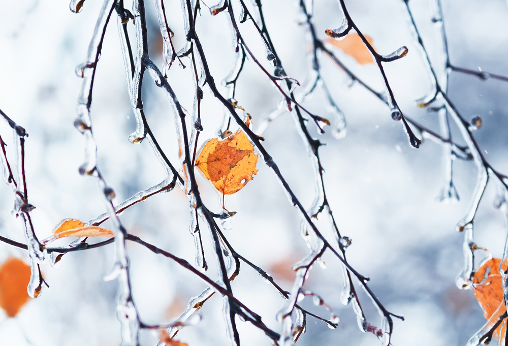 fot. shutterstock
