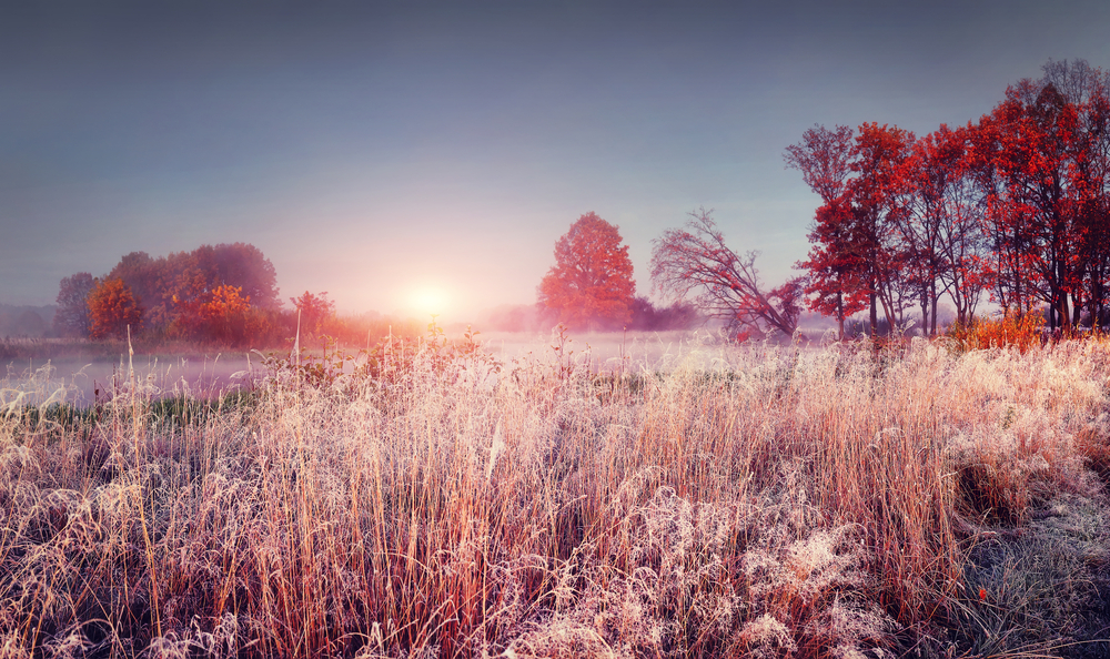fot. shutterstock