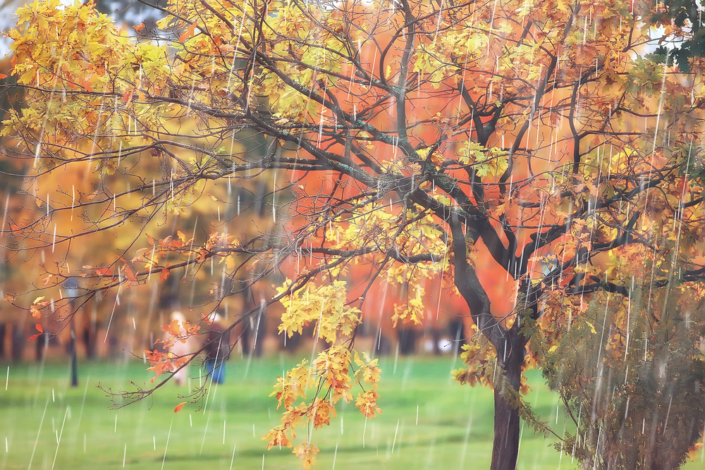 fot. shutterstock