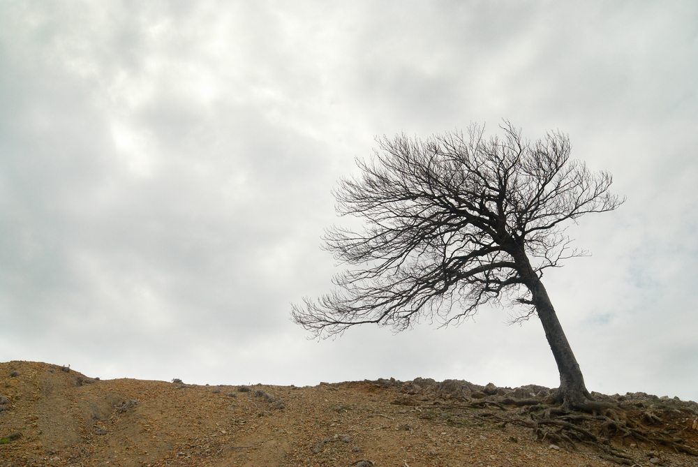 fot. shutterstock