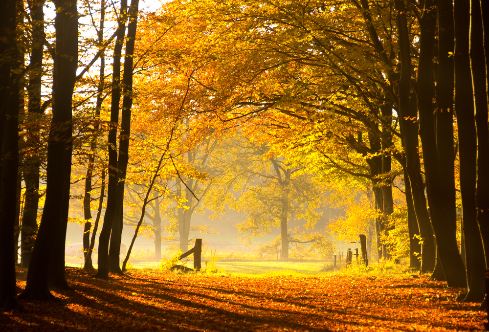 fot. shutterstock