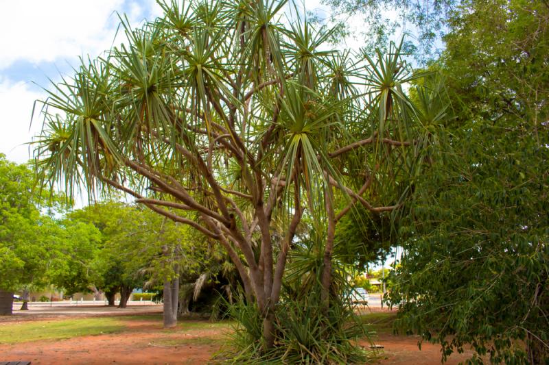 Rhapis humilis w ogrodzie botanicznym w Australii, fot. alybaba/Shutterstock Rhapis humilis w ogrodzie botanicznym w Australii, fot. alybaba/Shutterstock