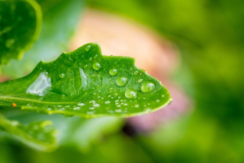 Krople wody na liściach nie są zagrożeniem w pełnym słońcu, fot. CarlosHerrerosfotografia/Shutterstock