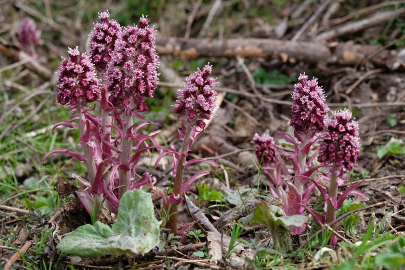 Ziele lepiężnika różowego łagodzi bóle głowy, fot. iwciagr/Shutterstock