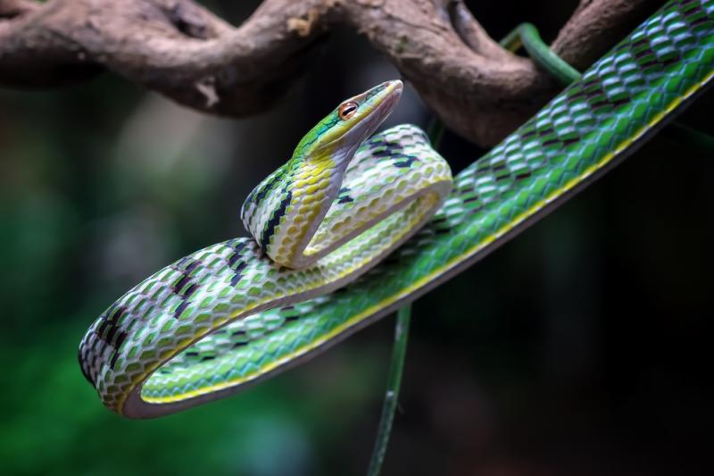 Wąż bicz szykujący się do ataku, fot. Agus_Gatam/Shutterstock