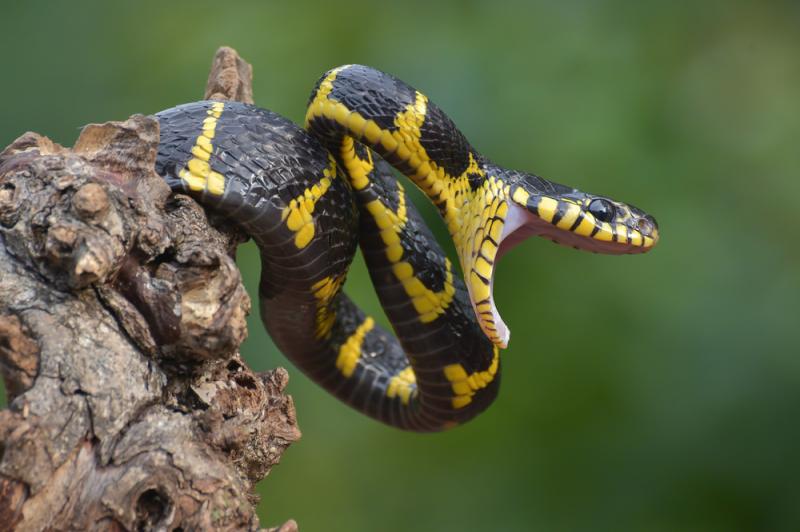 Atak węża mangrowego, fot. DSlight_photography/Shutterstock