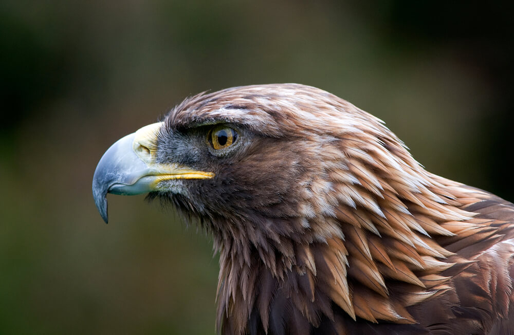 Portret orła przedniego, fot. Greg A Wilson/Shutterstock
