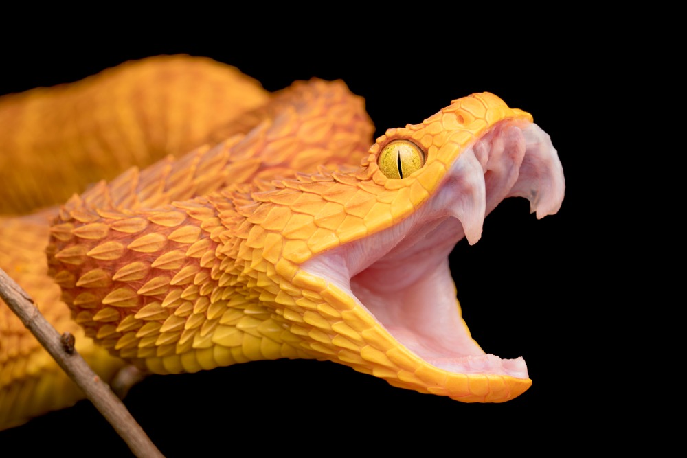 Atheris – jadowity wąż z podrodziny żmij właściwych, fot. Mark_Kostich/Shutterstock