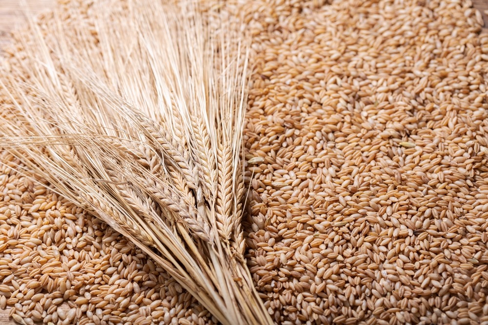 Jęczmień jest piątym najczęściej uprawianym zbożem na świecie. Znaczną część upraw przeznacza się na produkcję słodu, fot. Nitr/Shutterstock