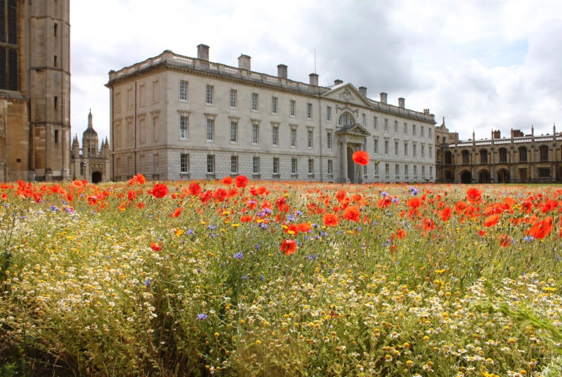 Image credit: Geoff Moggridge/ ©University of Cambridge