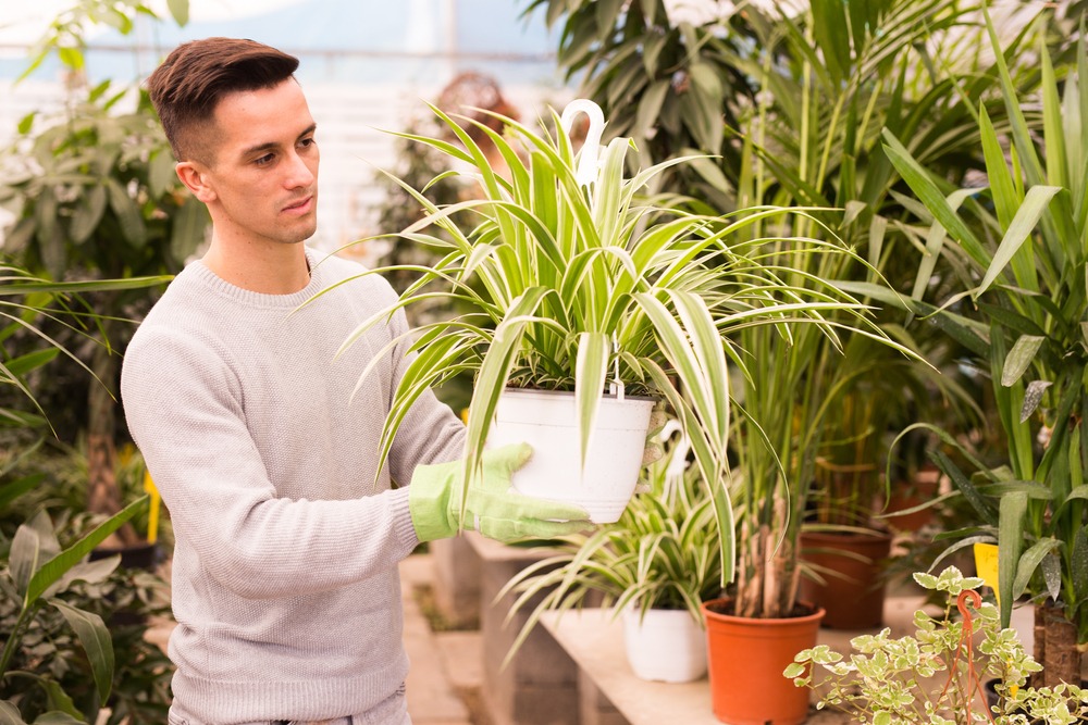 Zielistka w domowej uprawie, fot. BearFotos/Shutterstock