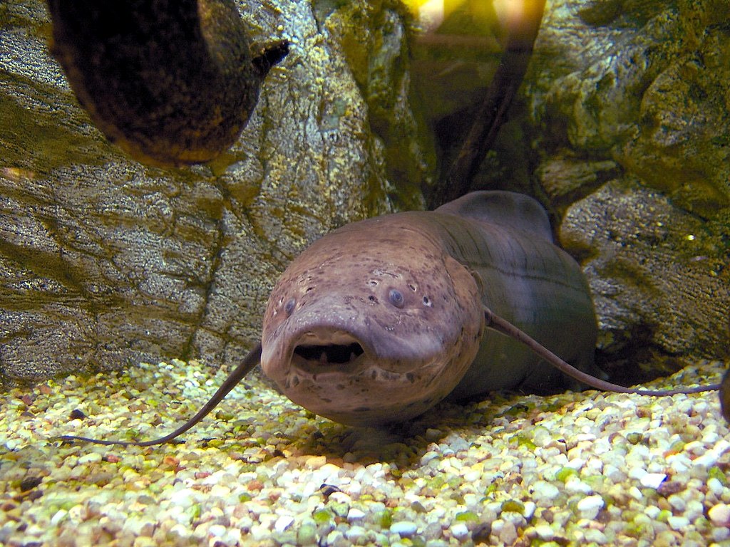 Prapłetwiec brunatny (Protopterus annectens) może przebywać w stanie estywacji nawet przez kilka lat