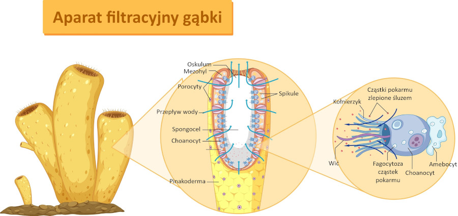 Aparat filtracyjny gąbki stanowi porowata ściana ciała wyposażona w system komór i kanałów wysłanych komórkami kołnierzykowymi (choanocytami)