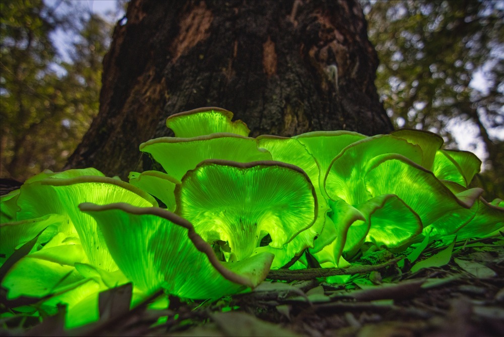 Bioluminescencyjny grzyb z gatunku Omphalotus nidiformis, fot. Petar B photography/Shutterstock