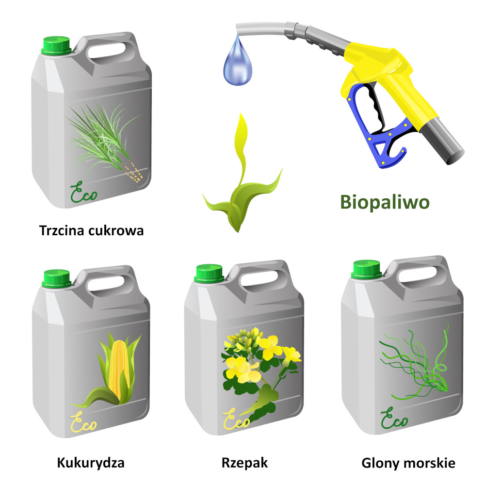 Źródła biomasy roślinnej wykorzystywanej do produkcji biopaliw