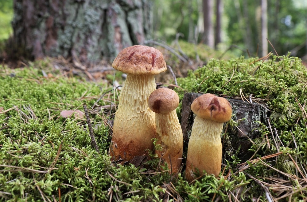 Borowik amerykański rośnie często w skupiskach, fot. irina.volkova/Shutterstock