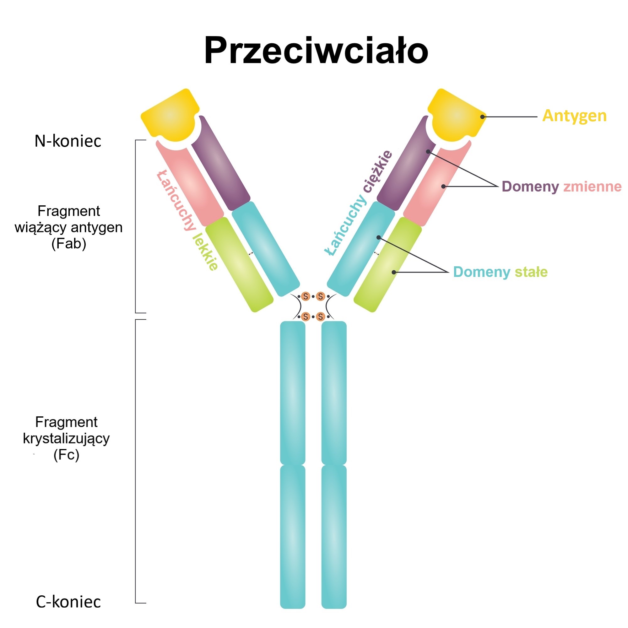 Budowa cząsteczki przeciwciała