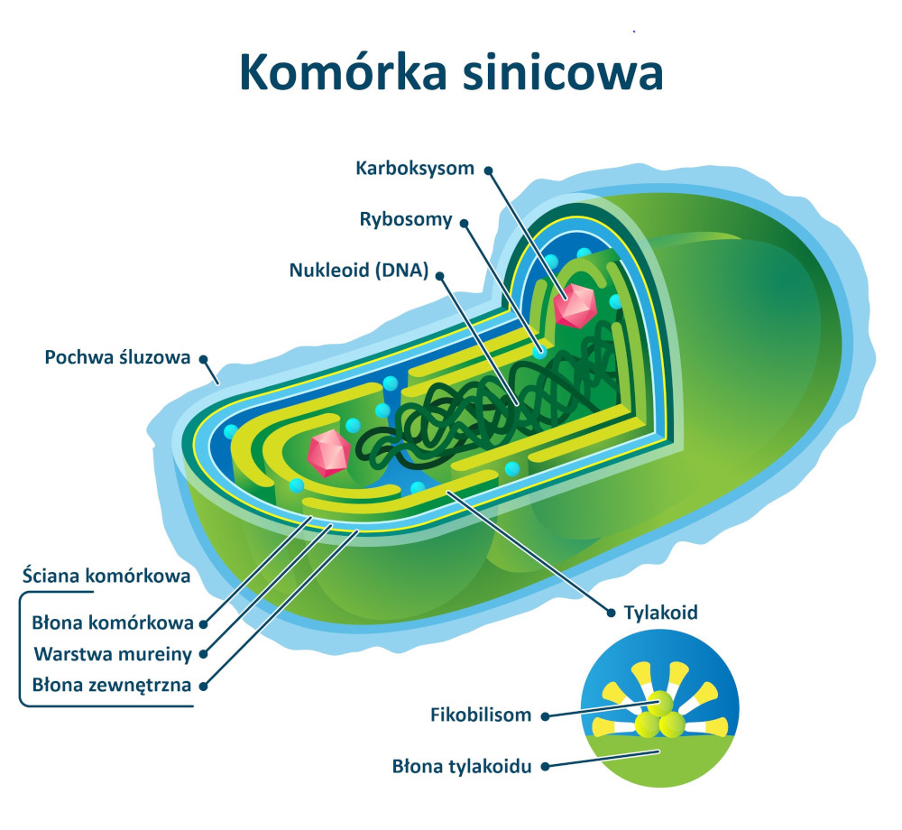 Budowa komórki sinicowej