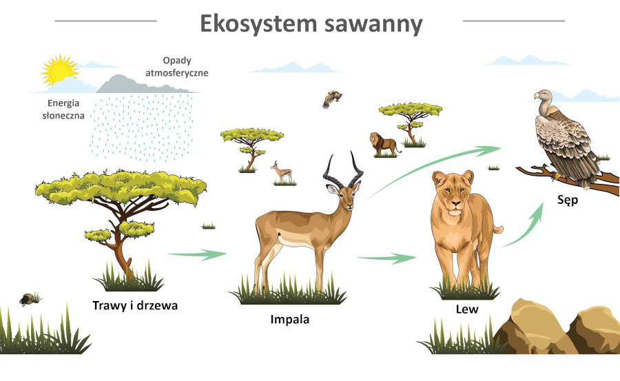 Ekologia zwierząt zajmuje się badaniem zależności i oddziaływań między zwierzętami i środowiskiem ich życia