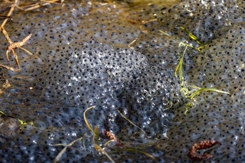 Kłęby skrzeku żaby trawnej (Rana temporaria)
