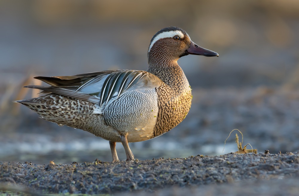 Samiec cyranki zwyczajnej, fot. Nick Vorobey/Shutterstock