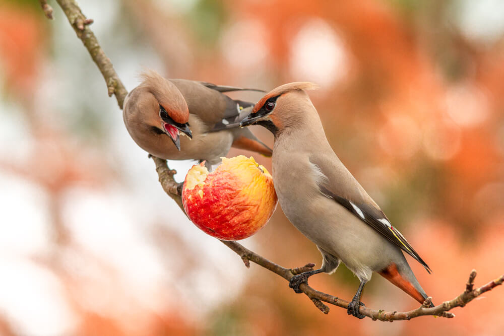 Zimą jemiołuszki żywią się głównie owocami, fot. godi photo/Shutterstock