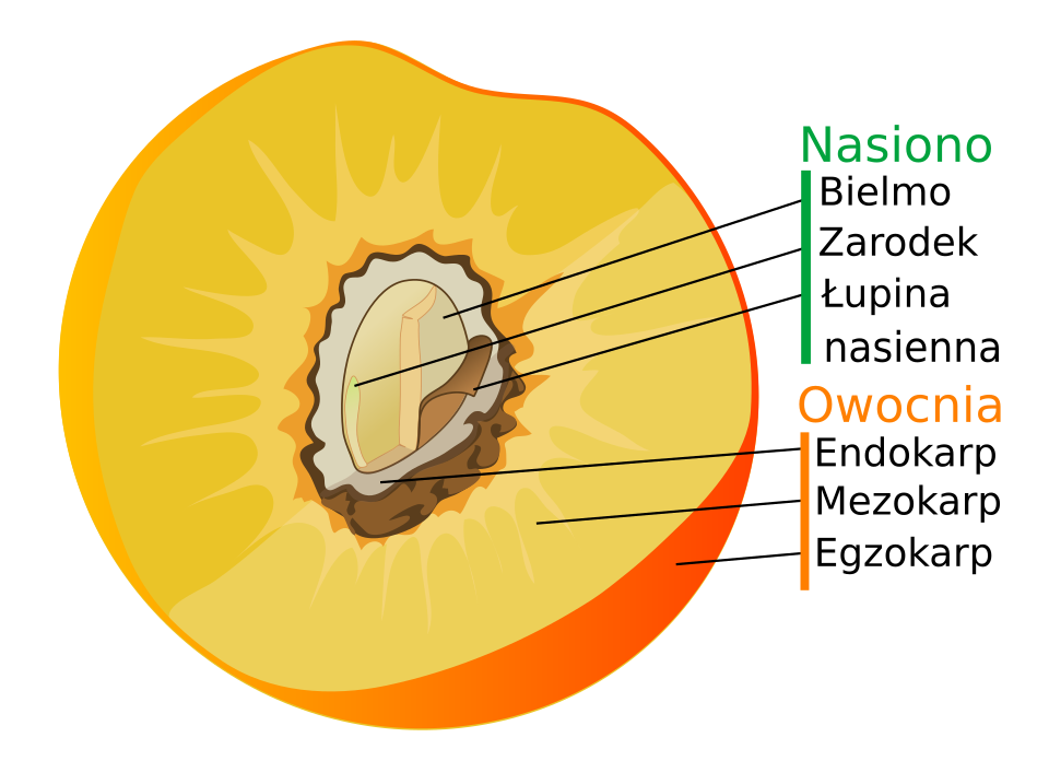 Mezokarp (miąższ) to największa wewnętrzna część owocu
