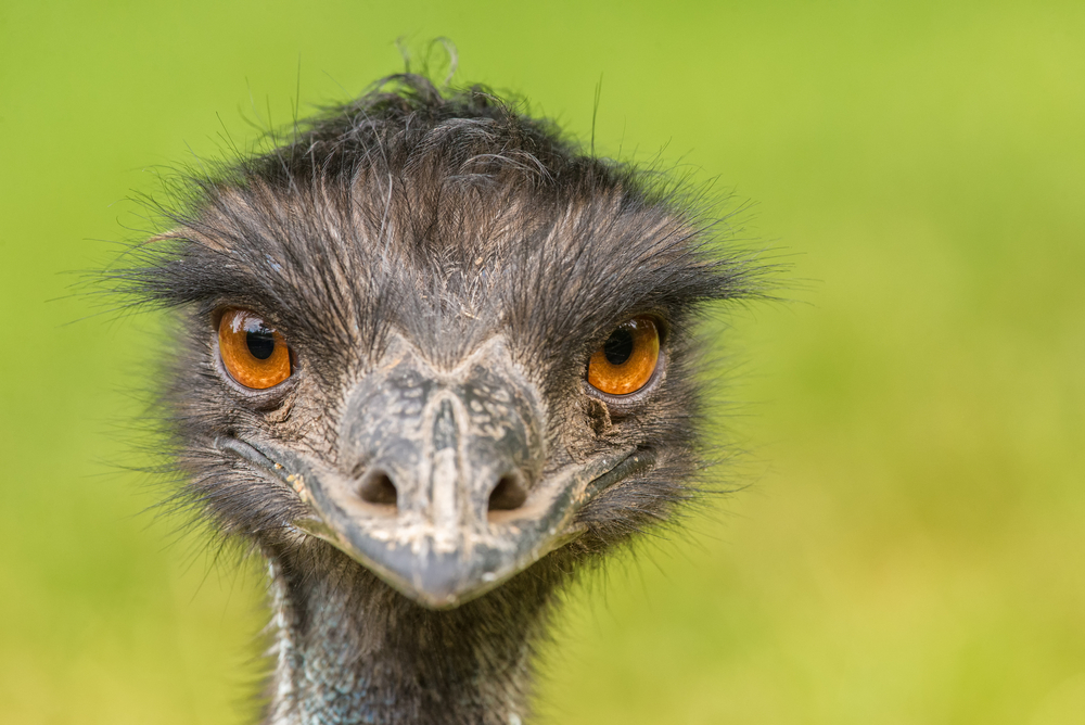 Emu zwyczajne – portret, fot. Nick Fox/Shutterstock