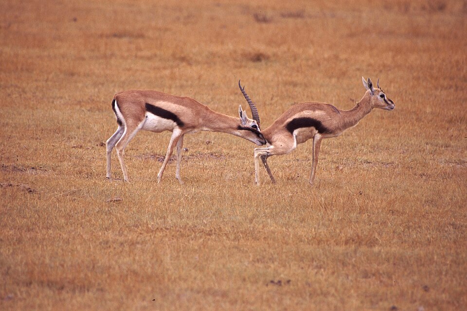 Gazella thomsonii – samiec gazeli sprawdza gotowość samicy do kopulacji. Zdjęcie zrobione na safari w Tanzanii.