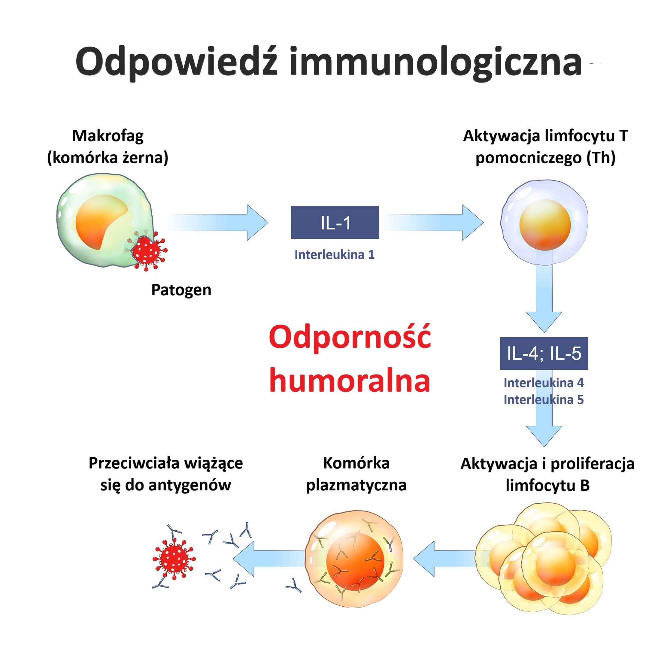 Humoralna odpowiedź immunologiczna